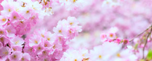 avi - 令和の春 sakura
